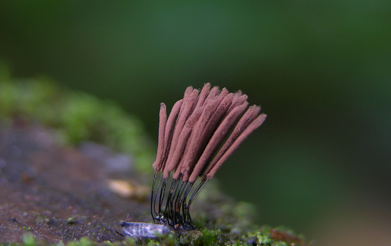 Myxomyceti del 9 giugno.